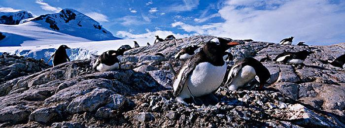 3DM速报：《宝可梦：朱＆紫》将可四人联机 《战神》加入PSN会免